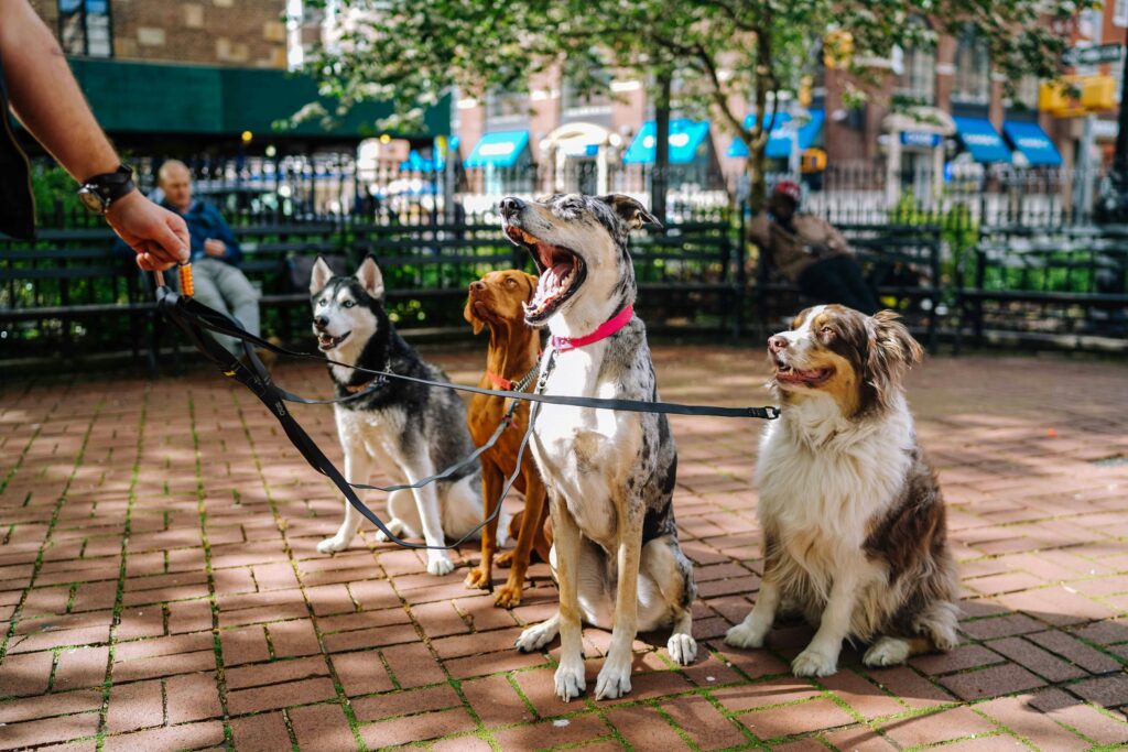 4 Things You Need to Know About Robinson Pet Shop